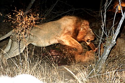 hungry lions 1