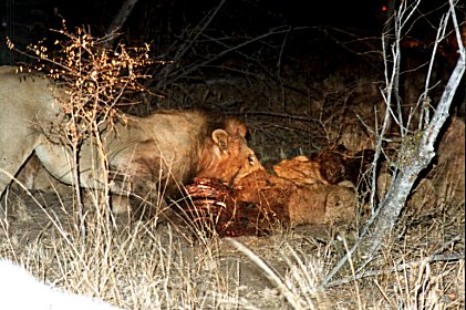 hungry lion 2