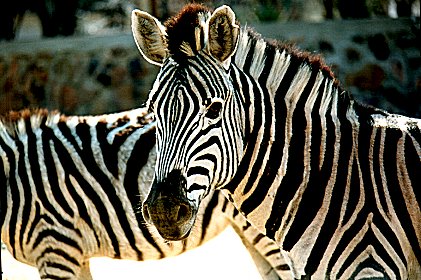 zebras