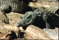 South African crocodriles