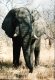 South African elephants